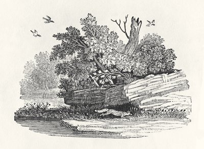 फॉक्स भागने, &39;द जनरल हिस्ट्री ऑफ क्वाड्रुपेड्स&39; से, 1790 प्रकाशित (लकड़ी की नक्काशी) द्वारा थॉमस बेविक