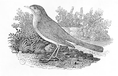 नाइटिंगेल (ल्युसिनिया मीगेरिनचोस) &39;हिस्ट्री ऑफ़ बर्ड्स बर्ड्स&39; वॉल्यूम I, पब से। 1797 (लकड़ी की नक्काशी) द्वारा Thomas Bewick