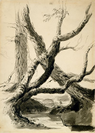 ट्री चड्डी का स्केच, c.1825-40 (काली स्याही, कलम, सफ़ेद कागज पर पेंसिल और बर्तन) द्वारा थॉमस कोल