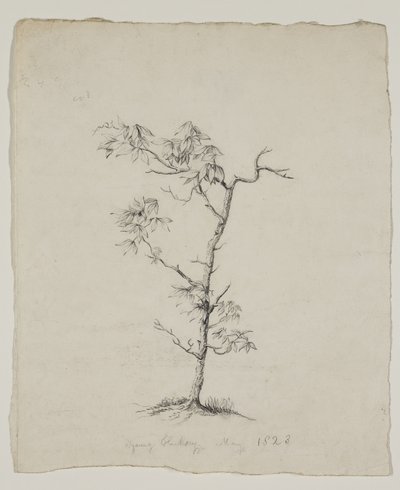  द्वारा Thomas Cole