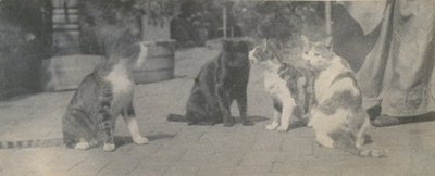 चार बिल्लियाँ, सीए। 1895. द्वारा थॉमस एकिंस