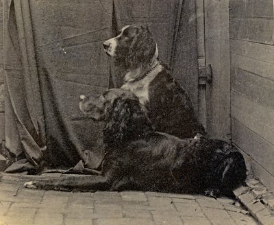 थॉमस एकिंस डॉग, 1884 द्वारा थॉमस एकिंस