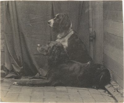 [थॉमस एकिन्स का कुत्ता हैरी और अन्य सेटर], 1880 का दशक, 1880 का दशक। द्वारा थॉमस एकिंस