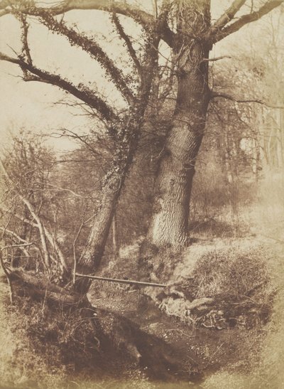 पेड़, 1854-57। द्वारा थॉमस कीथो