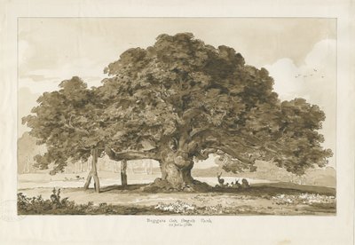 ब्लिथफ़ील्ड - भिखारी का ओक: सीपिया ड्राइंग, 1837 द्वारा थॉमस पेप्लो लकड़ी