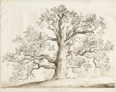 ब्लिथफील्ड - स्क्विच ओक: पेन एंड वाश, 1837 द्वारा थॉमस पेप्लो लकड़ी