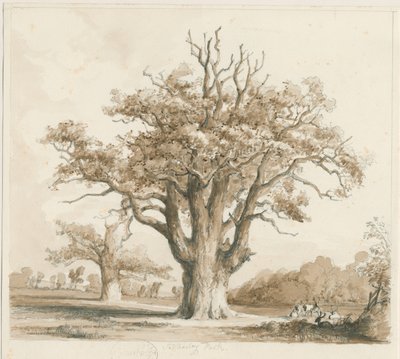टेड्सले हॉल - ओक ट्री: पेंसिल और वॉश ड्राइंग, एन डी [नवम्बर 1842] द्वारा थॉमस पेप्लो लकड़ी