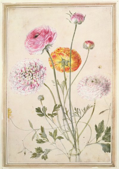 पुष्प अध्ययन, सी .1760 द्वारा Thomas Robins