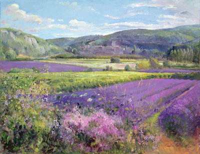 पुराने प्रोवेंस में लैवेंडर फील्ड्स द्वारा Timothy Easton