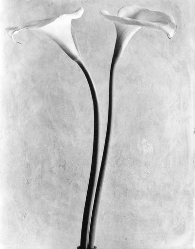 कैला लिली, मेक्सिको सिटी, 1925 द्वारा Tina Modotti