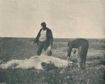 21 अगस्त, 1893, 1893 1897 को रेनडियर द्वीप पर एक मृत भालू द्वारा अज्ञात