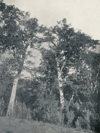 1911 के टेमुको में अंटार्कटिक बीच का एक जंगल द्वारा अज्ञात