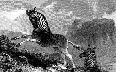 ए क्वागा, 1815 द्वारा अज्ञात