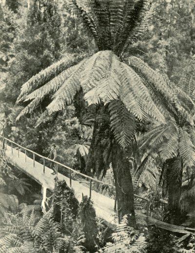 एक रस्टिक ब्रिज, 1901। द्वारा अज्ञात