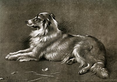 ए भेड़ डॉग, 1901 द्वारा अज्ञात