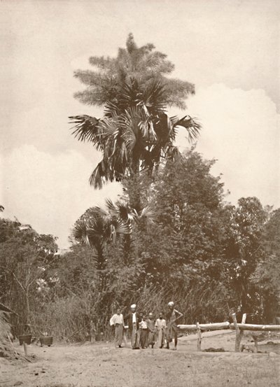 ए टैलिपोट पाम इन फ्लावर, 1900। द्वारा अज्ञात