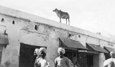 एक इमारत, Nowshera, India की छत पर एक गाय, 1916-1917 द्वारा अज्ञात