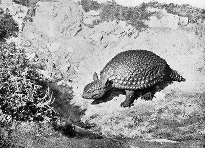 एक ग्लिप्टोडोन, 20 वीं शताब्दी द्वारा अज्ञात