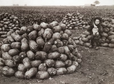 लैंडस्क्रोन, स्वीडन, 1910 के पास कटे हुए शलजम के ढेर के साथ एक छोटी लड़की द्वारा अज्ञात