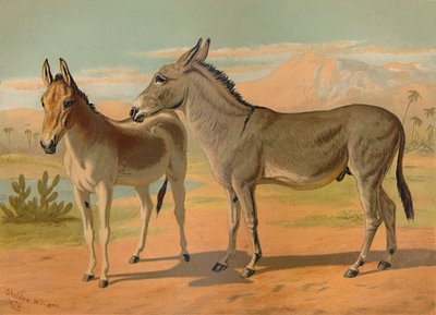 एबिसिनियन वाइल्ड नर गधा और महिला इंडियन ओनेगर, c1879। द्वारा अज्ञात