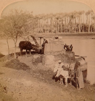 एक मिस्र का साकियेह, सिंचाई के लिए नील का पानी खींचना, मिस्र, 1896 द्वारा अज्ञात