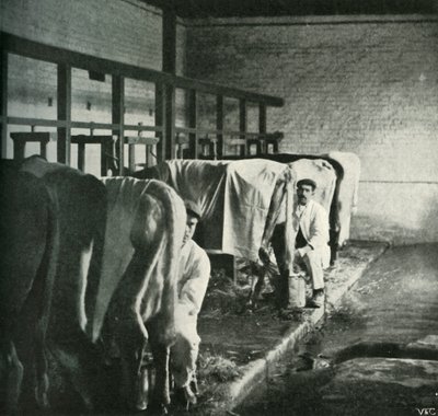 1902 में वॉकर-गॉर्डन फार्म में एक अप-टू-डेट मिल्किंग-शेड। द्वारा अज्ञात