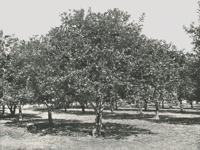 शहर के पास एक नारंगी ग्रोव, सेंट ऑगस्टीन, यूएसए, 1895। द्वारा अज्ञात
