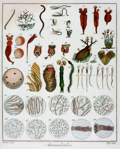 एंटोन वैन लीउवेनहोक द्वारा 'पशु' देखा गया, c1795 द्वारा अज्ञात