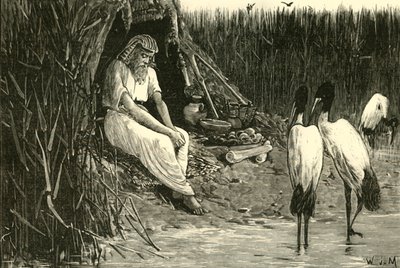 1890 में डेल्टा के मार्शेस में एनिसिस कंसॉलिड। द्वारा अज्ञात