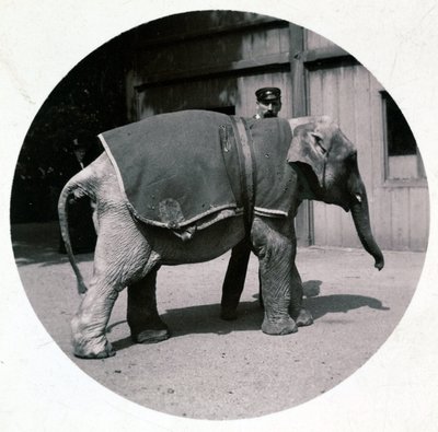 "चिड़ियाघर में बेबी हाथी", वर्स 1890 द्वारा अज्ञात