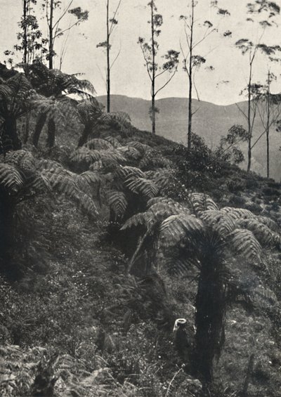 Baumfarne tAlsophila यूए, 1926 को कवर किया द्वारा अज्ञात