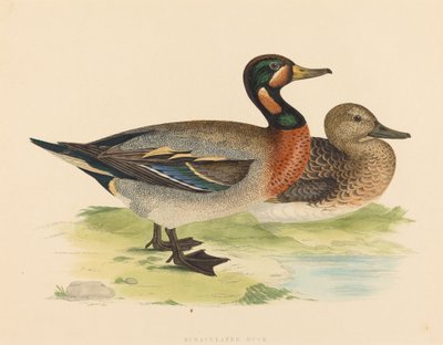 बिमेक्यूलेटेड डक, 1855। द्वारा अज्ञात