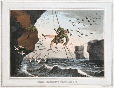 बर्ड कैचिंग फ्रॉम एबव, शेटलैंड आइलैंड्स, 1813 द्वारा अज्ञात