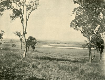 ब्लैक स्वान लैगून, वार्विक, क्वींसलैंड, 1901 के पास। द्वारा अज्ञात