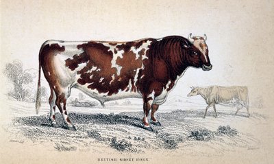 ब्रिटिश शॉर्ट हॉर्न, 1839 द्वारा अज्ञात