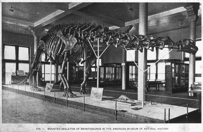 Brontosaurus कंकाल, अमेरिकन म्यूजियम ऑफ नेचुरल हिस्ट्री, न्यूयॉर्क, यूएसए, 20 वीं सदी की शुरुआत में द्वारा अज्ञात