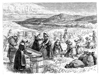केप कॉर्ड महिलाओं, क्रैनबेरी, 1875 को चुनना और छांटना द्वारा अज्ञात