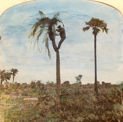 कैप्टन उस्मान, स्ट्रैप्स, भारत, 1900 की सहायता से एक पेड़ से शूटिंग करते हैं द्वारा अज्ञात