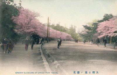 Uyeno Park Tokyo में चेरी ब्लॉसम, c1910 द्वारा अज्ञात