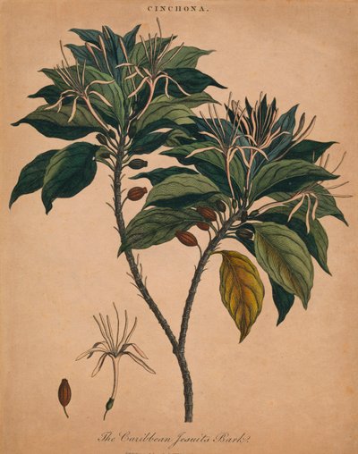 सिनकोना। कैरेबियन जेसुकेट बार्क, 1801। द्वारा अज्ञात