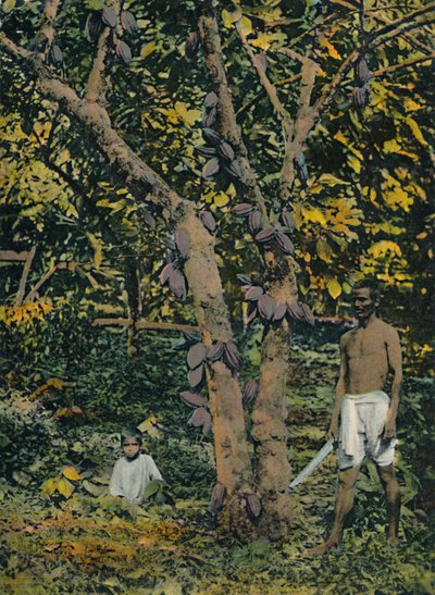 पूर्ण असर में कोको, त्रिनिदाद और टोबैगो, c1914। द्वारा अज्ञात
