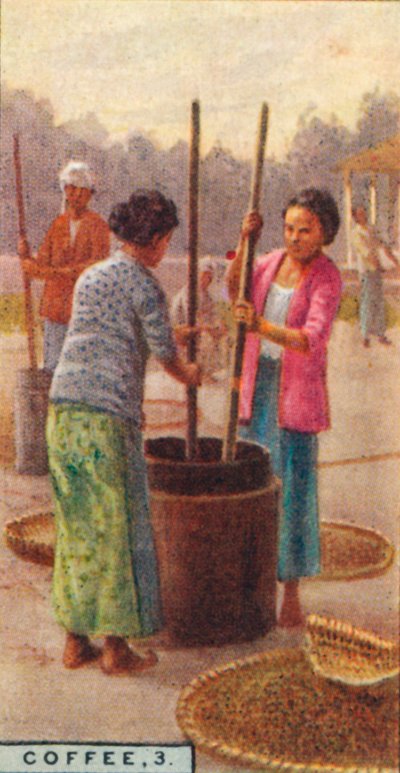 कॉफ़ी, 3. बीन्स को खींचना, जावा, 1928 द्वारा अज्ञात