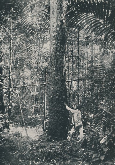 रबर इकट्ठा करना, 1916 द्वारा अज्ञात