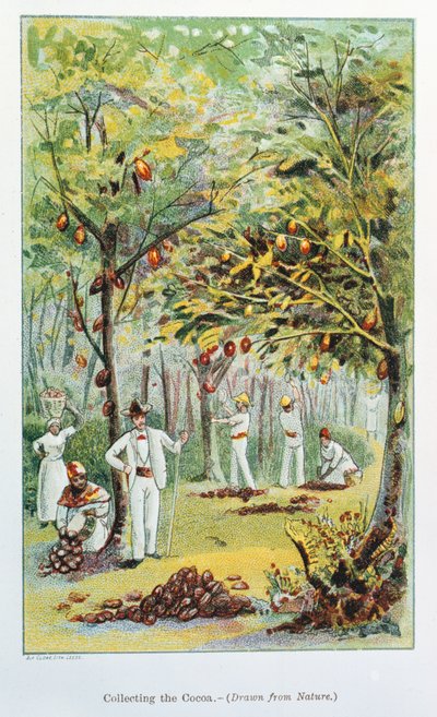 कोको, वेनेजुएला, 1892 को इकट्ठा करना द्वारा अज्ञात