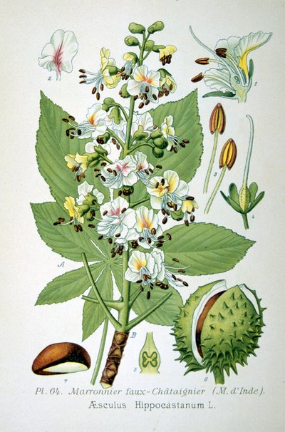 आम घोड़ा चेस्टनट, 1893 द्वारा अज्ञात