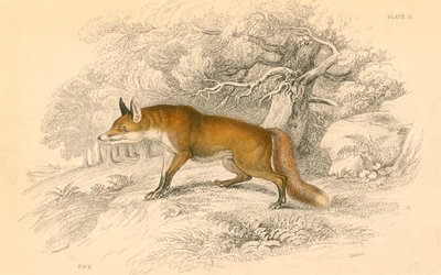 आम या लाल लोमड़ी वल्प्स वल्प्स, 1828 द्वारा अज्ञात