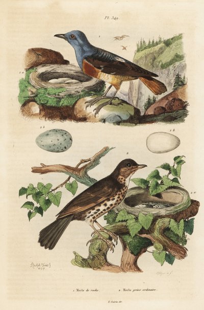 घोंसले और अंडों के साथ आम रॉक थ्रश, मोंटिकोला सैक्सैटिलिस, और घोंसले और अंडे के साथ गीत थ्रश, टर्डस फिलोमेलोस द्वारा अज्ञात