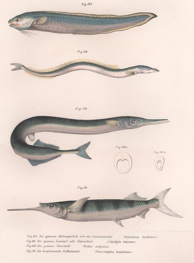आम सांप मछली। आम बालू ईल। आम हॉर्नचट। ब्राजील का आधा हिस्सा, c.1850s द्वारा अज्ञात