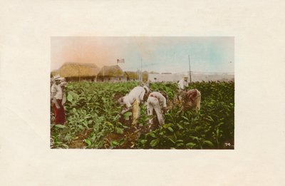 तंबाकू की फसल। - तंबाकू बागान।, C1910 द्वारा अज्ञात