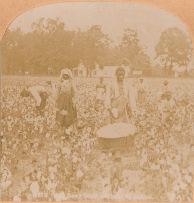 कॉटन-पिकिंग।, c1900 द्वारा अज्ञात